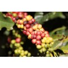 Brazil Pereira - Szemes kávé, sötét pörkölés – 250g 