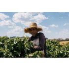 Brazil Pereira - Szemes kávé, vilagos pörkölés – 1000g 