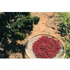 Brazil Pereira - Szemes kávé, vilagos pörkölés – 1000g 