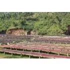 Burundi Kibingo - Szemes kávé, világos pörkölés - 250g