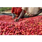 Burundi Kibingo - Szemes kávé, világos pörkölés - 250g