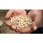 Colombia Suukala- Szemes kávé, világos pörkölés - 1000g