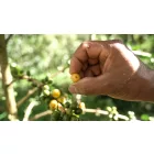 Colombia Suukala- Szemes kávé, világos pörkölés - 1000g