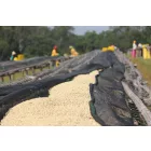 Ethiopia Guji Shakiso- Szemes kávé, világos pörkölés - 1000g