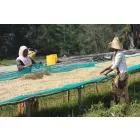 Ethiopia Guji Shakiso- Szemes kávé, világos pörkölés - 250g