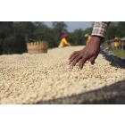 Ethiopia Guji Shakiso- Szemes kávé, világos pörkölés - 250g