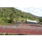 Ethiopia Hambela - 1000g