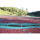 Ethiopia Hambela - 1000g