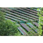 Ethiopia Hambela - 1000g