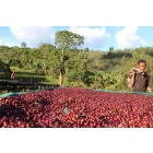 Ethiopia Buku Saysa - 1000g