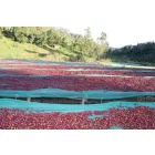 Ethiopia Buku Saysa - 1000g