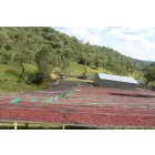 Ethiopia Buku Saysa - 250g