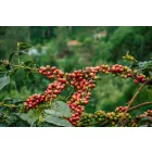 Kenya Gachatha - Szemes kávé, világos pörkölés - 1000g