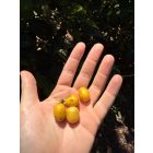 Nicaragua Los Papales - Szemes kávé, világos pörkölés - 1000g