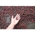 Nicaragua Los Papales - Szemes kávé, világos pörkölés - 1000g