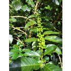 Nicaragua Los Papales - Szemes kávé, világos pörkölés - 1000g