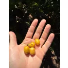 Nicaragua Los Papales - Szemes kávé, világos pörkölés - 250g