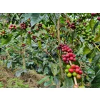 Peru Maribel Herrera - Szemes kávé, világos pörkölés - 250g
